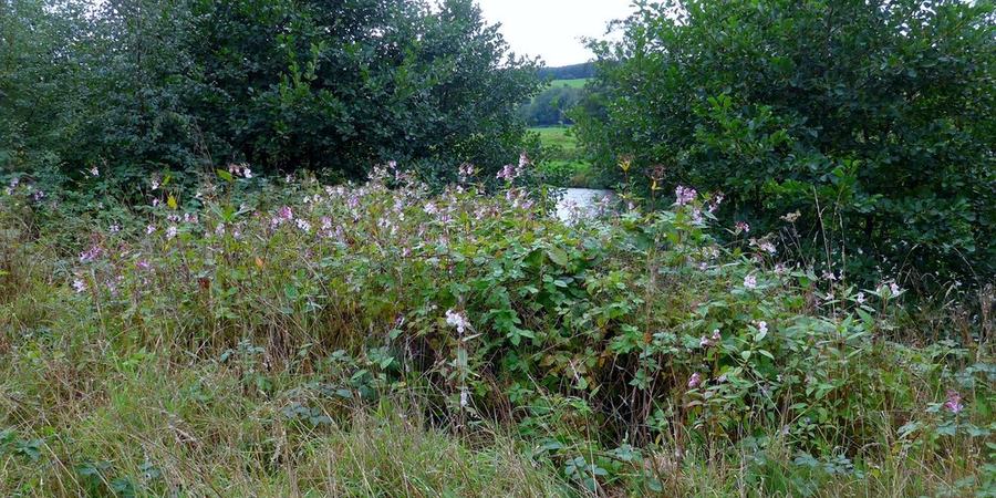 Invasive Species